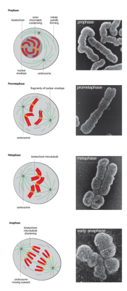 Stages of early mitosis in a vertebrate cell with micrographs of chromatids.svg