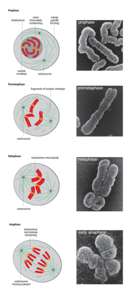 File:Stages of early mitosis in a vertebrate cell with micrographs of chromatids.svg