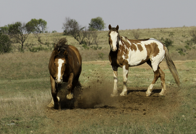 File:Stock horses in corral composite.png