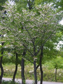 Styrax japonicus 01.JPG