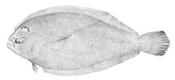 Syacium papillosum.jpg