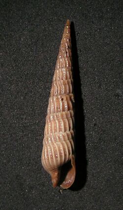 Terebra longiscata 001.jpg