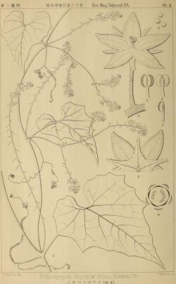 The botanical magazine = Shokubutsugaku zasshi (1906) (20214702369).jpg