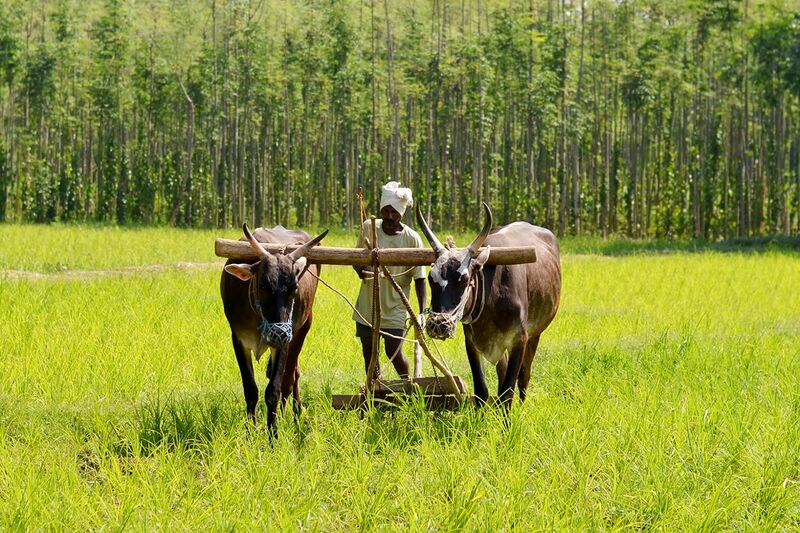 File:Traditional ploughing - Karnataka.jpg