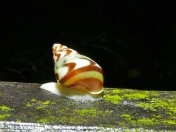 Tree Snail (Amphidromus adamsii) (8419517954).jpg