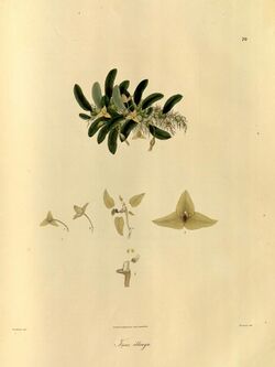 Trias oblonga - Plantae Asiaticae Rariores vol. 1 plate 70.jpg