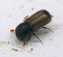 Trypodendron domesticum (3390142597).jpg