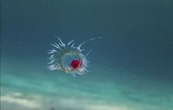 Turritopsis dohrnii.jpg