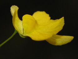 Utricularia triloba 1.jpg