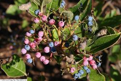 Viburnum nudum 10zz.jpg