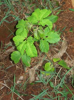 Vitex keniensis seedling, Kiangungi Environmental Network, Embu District, Kenya.jpg
