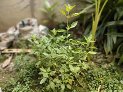 Young lemon basil plant (Ocimum × africanum).jpg