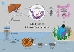 03 Hegasy Schistosomiasis Wiki EN CCBYSA.png