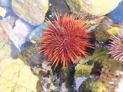 2018-08-03 Cape Sea Urchin.jpg