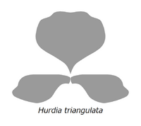 20210516 Radiodonta head sclerites Hurdia triangulata.png