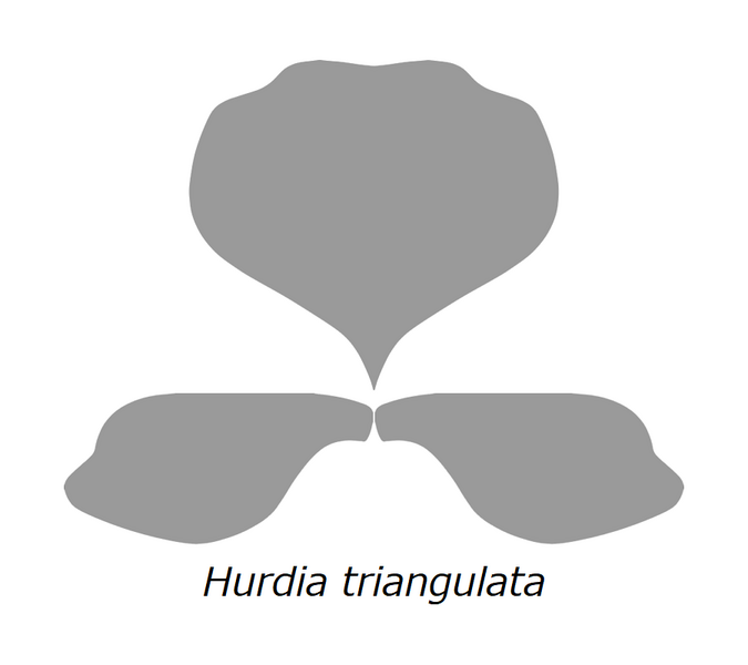 File:20210516 Radiodonta head sclerites Hurdia triangulata.png
