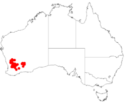 Acacia sericocarpaDistMap806.png