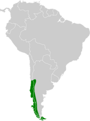 Accipiter chilensis map.svg