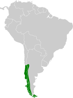 Accipiter chilensis map.svg