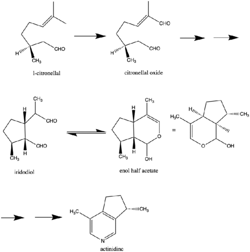 Actinidine pathway.gif