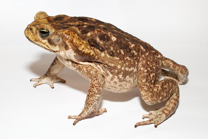 File:Adult Cane toad.jpg