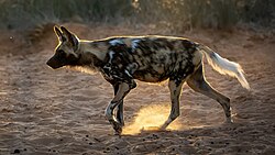 African Wild Dog at Working with Wildlife.jpg