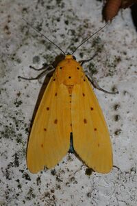 Agape chloropyga (Noctuidae Aganainae).jpg