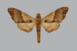 Agnosia microta, male, upperside. India, Mhow.jpg