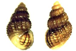 Alvania mediolittoralis 001.jpg