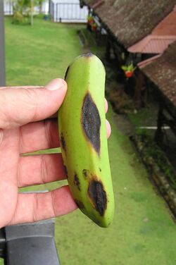 "Colletotrichum musae" forms the common black spots on ripe bananas