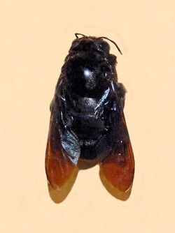 Apidae - Xylocopa combusta.JPG