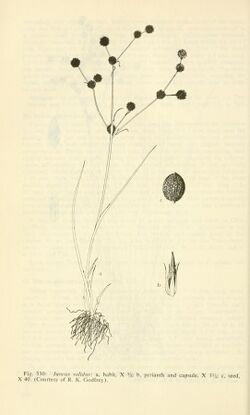 Aquatic and wetland plants of southwestern United States (Page 642) BHL3347106.jpg