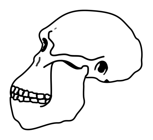 File:Australopithecus Skull.png