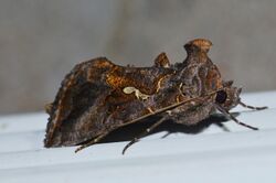 Autographa precationis - Common Looper Moth (14220177098).jpg
