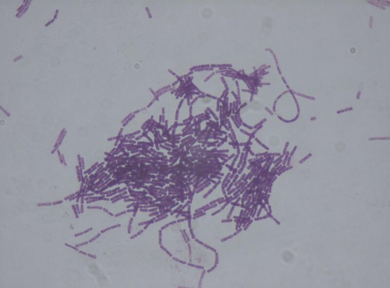 File:Bacillus thuringiensis.jpg
