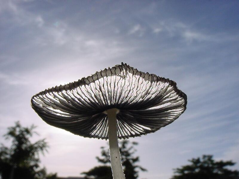 File:Backlit mushroom.jpg