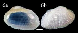 Barbatia domingensis (10.3897-zookeys.779.24562) Figure 2 (cropped).jpg