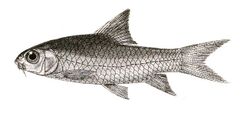 Barbus bovianicus Mintern 138.jpg