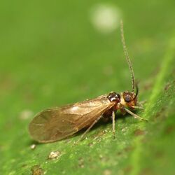 Unidentified barklouse