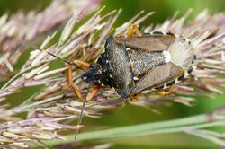 Baumwanze, Pinthaeus sanguinipes 002.JPG