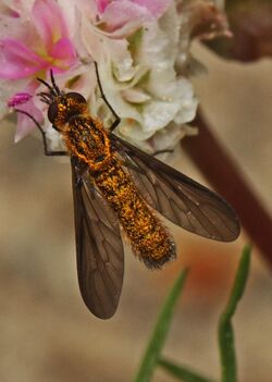 Bee Fly - Thevenetimyia luctifera, near Bassets, California.jpg