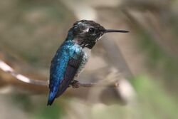 Bee hummingbird (Mellisuga helenae) adult male non-breeding.jpg