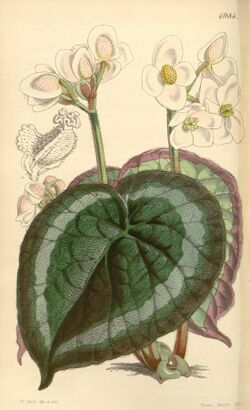 Begonia annulata.jpg