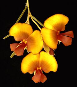 Bossiaea eriocarpa - Flickr - Kevin Thiele.jpg