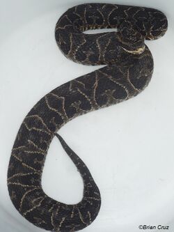 Bothrops Jonathani.JPG