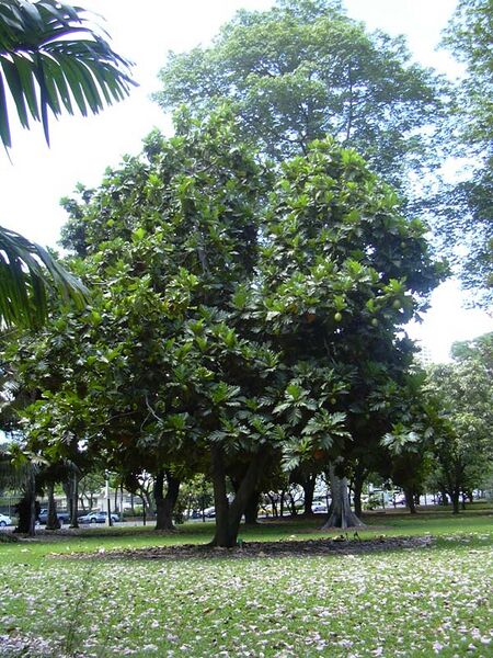 File:Breadfruit Tree.jpg