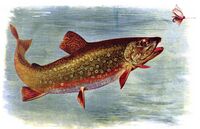 Colored drawing of trout jumping for a fly