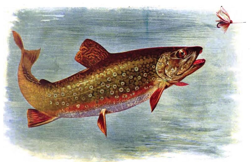 File:BrookTroutAmericanFishes.JPG