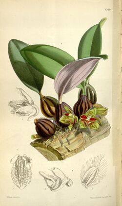 Bulbophyllum dayanum (spelled Bolbophyllum dayanum) - Curtis' 100 (Ser. 3 no. 30) pl. 6119 (1874).jpg