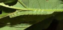 Buttoned Snout caterpillar on Hop - Hypena rostralis (16871821402).jpg
